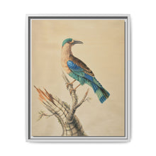 Coracias Benghalensis by Sarah Stone - NOMADEN ART GALLERY