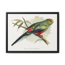 Many-Coloured Parrakeet (Psephotellus varius) colored wood-engraved plate by Alexander Francis Lydon - NOMADEN ART GALLERY