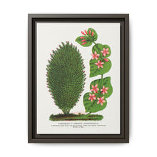 Tartarian, Upright Honeysuckle bush lithograph. Digitally enhanced from our own original 1900 edition plates of Botanical Specimen published by Rochester Lithographing - NOMADEN ART GALLERY