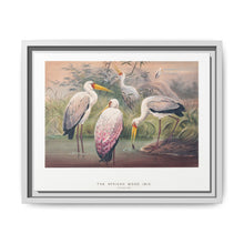 The African Wood Ibis from Zoological sketches (1861-1867) by Joseph Wolf and Philip Lutley Sclater - NOMADEN ART GALLERY