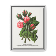 Pink roses, Crested Moss lithograph. Digitally enhanced from our own original 1900 edition plates of Botanical Specimen published by Rochester Lithographing - NOMADEN ART GALLERY