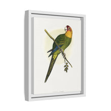Carolina Parrot (Conuropsis carolinensis) colored wood-engraved plate by Alexander Francis Lydon.