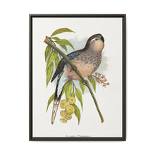 Bourke's Parrakeet (Neopsephotus bourkii) colored wood-engraved plate by Alexander Francis Lydon. - NOMADEN ART GALLERY