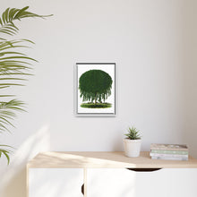 Kilmarnock Weeping Willow tree lithograph. Digitally enhanced from our own original 1900 edition plates of Botanical Specimen published by Rochester Lithographing