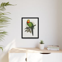 Barraband's Parakeet (Polytelis swainsonii) colored wood-engraved plate by Alexander Francis Lydon