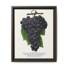 Early Ohio grape lithograph. Digitally enhanced from our own original 1900 edition plates of Botanical Specimen published by Rochester Lithographing - NOMADEN ART GALLERY