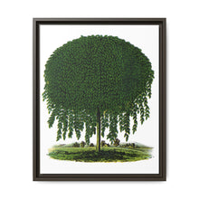 Kilmarnock Weeping Willow tree lithograph. Digitally enhanced from our own original 1900 edition plates of Botanical Specimen published by Rochester Lithographing - NOMADEN ART GALLERY