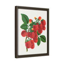 Shaffer's Colossal Raspberry Lithograph (1900)