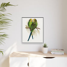 Budgerigar (Melopsittacus undulatus) colored wood-engraved plate by Alexander Francis Lydon