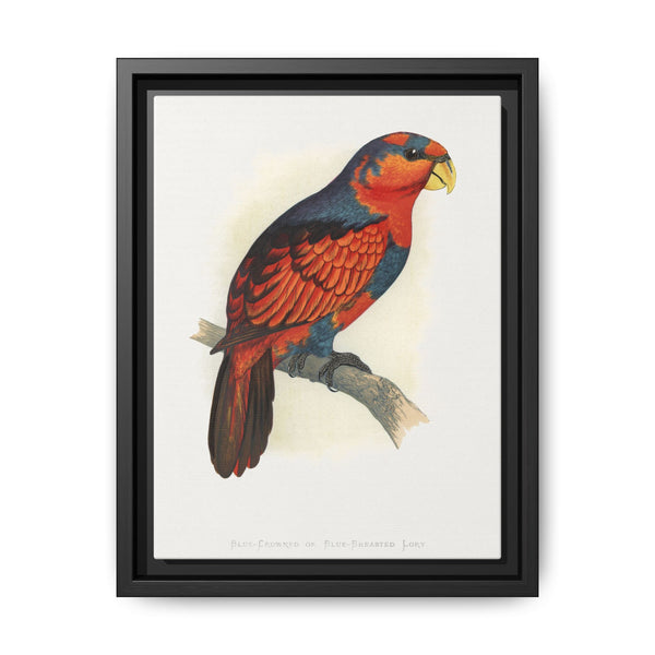 Blue-Crowned or Blue-Breasted Lory (Eos histrio) colored wood-engraved plate by Alexander Francis Lydon - NOMADEN ART GALLERY