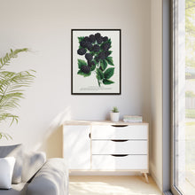 Wachusett Blackberry Lithograph | Vintage Botanical Wall Art