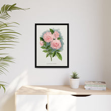 Pink rose, Clothilde Soupert lithograph. Digitally enhanced from our own original 1900 edition plates of Botanical Specimen published by Rochester Lithographing