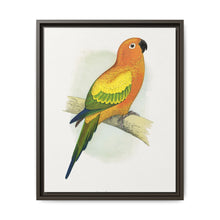 Sun Parrakeet (Aratinga solstitialis) colored wood-engraved plate by Alexander Francis Lydon - NOMADEN ART GALLERY