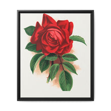 Red rose, Alfred Colomb lithograph. Digitally enhanced from our own original 1900 edition plates of Botanical Specimen published by Rochester Lithographing - NOMADEN ART GALLERY