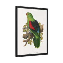 Red-winged parakeet (Aprosmictus erythropterus) colored wood-engraved plate by Alexander Francis Lydon