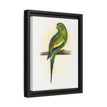 Canary-Winged Conure ( Brotogeris versicolurus) colored wood-engraved plate by Alexander Francis Lydon - NOMADEN ART GALLERY