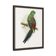Blood or Red-Rumped Parrakeet (Psephotus haematonotus) colored wood-engraved plate by Alexander Francis Lydon