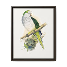 Quaker or Grey-breasted Parrakeet (Myiopsitta monachus) colored wood-engraved plate by Alexander Francis Lydon - NOMADEN ART GALLERY
