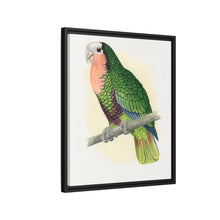 Red-Throated White-Fronted Amazon (Amazona leucocephala) colored wood-engraved plate by Alexander Francis Lydon.
