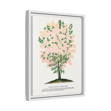 Purple Fringe tree lithograph. Digitally enhanced from our own original 1900 edition plates of Botanical Specimen published by Rochester Lithographing