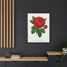 Red rose, General Jacquemont flower lithograph. Digitally enhanced from our own original 1900 edition plates of Botanical Specimen published by Rochester Lithographing