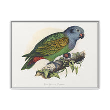 Red-Vented Parrot (Amazona martinicana) colored wood-engraved plate by Alexander Francis Lydon - NOMADEN ART GALLERY