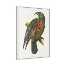 Mountain Parrot (Nestor notabilis) colored wood-engraved plate by Alexander Francis Lydon