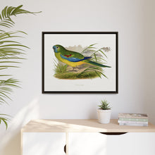 Turquoisine (Neophema pulchella) colored wood-engraved plate by Alexander Francis Lydon