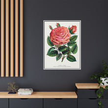 Pink rose, Glorie de Dijon lithograph. Digitally enhanced from our own original 1900 edition plates of Botanical Specimen published by Rochester Lithographing