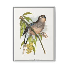 Bourke's Parrakeet (Neopsephotus bourkii) colored wood-engraved plate by Alexander Francis Lydon. - NOMADEN ART GALLERY