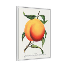 Foster peach lithograph. Digitally enhanced from our own original 1900 edition plates of Botanical Specimen published by Rochester Lithographing