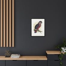 Dusky or Violet Parrot (Pionus fuscus) colored wood-engraved plate by Alexander Francis Lydon.