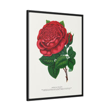 Red rose, American Beauty lithograph. Digitally enhanced from our own original 1900 edition plates of Botanical Specimen published by Rochester Lithographing