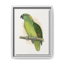 Yellow-Naped Amazon (Amazona auropalliata) colored wood-engraved plate by Alexander Francis Lydon - NOMADEN ART GALLERY