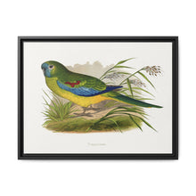 Turquoisine (Neophema pulchella) colored wood-engraved plate by Alexander Francis Lydon - NOMADEN ART GALLERY