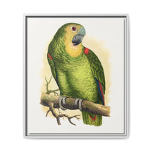 Blue-Fronted Amazon (Amazona aestiva) colored wood-engraved plate by Alexander Francis Lydon - NOMADEN ART GALLERY