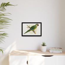 Golden-Crowned Conure (Aratinga auricapillus) colored wood-engraved plate by Alexander Francis Lydon