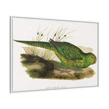 Green Ground Parrot (Pezoporus wallicus) colored wood-engraved plate by Alexander Francis Lydon