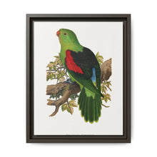 Red-winged parakeet (Aprosmictus erythropterus) colored wood-engraved plate by Alexander Francis Lydon - NOMADEN ART GALLERY