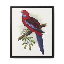 Pennant's Parrakeet (Platycercus elegans) colored wood-engraved plate by Alexander Francis Lydon - NOMADEN ART GALLERY