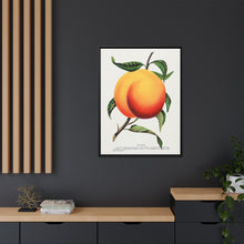 Foster peach lithograph. Digitally enhanced from our own original 1900 edition plates of Botanical Specimen published by Rochester Lithographing