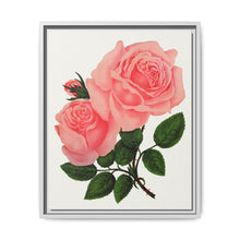 Pink Rose, La France Lithograph (1900) - NOMADEN ART GALLERY