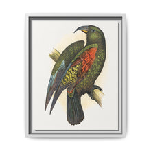 Mountain Parrot (Nestor notabilis) colored wood-engraved plate by Alexander Francis Lydon - NOMADEN ART GALLERY