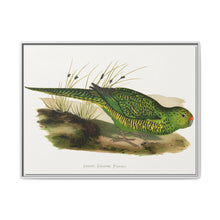 Green Ground Parrot (Pezoporus wallicus) colored wood-engraved plate by Alexander Francis Lydon - NOMADEN ART GALLERY