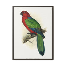 Red Shining Parrakeet (Prosopeia tabuensis) colored wood-engraved plate by Alexander Francis Lydon - NOMADEN ART GALLERY