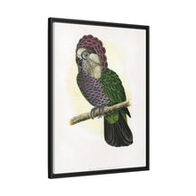 Hawk-Headed Parrot (Deroptyus accipitrinus) colored wood-engraved plate by Alexander Francis Lydon.