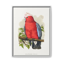 Rose-Breasted Cockatoo (Eolophus roseicapillus) colored wood-engraved plate by Alexander Francis Lydon. - NOMADEN ART GALLERY