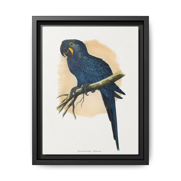 Hyacinthine Macaw (Anodorhynchus hyacinthinus) colored wood-engraved plate by Alexander Francis Lydon. - NOMADEN ART GALLERY