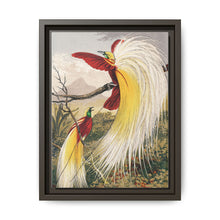 Birds of Paradise: Vintage Natural History Art by Benjamin Fawcett (1808 - 1893) - NOMADEN ART GALLERY