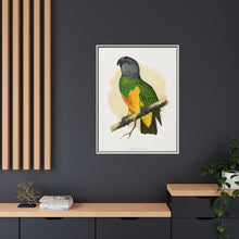 Senegal Parrot (Poicephalus senegalus) colored wood-engraved plate by Alexander Francis Lydon.
